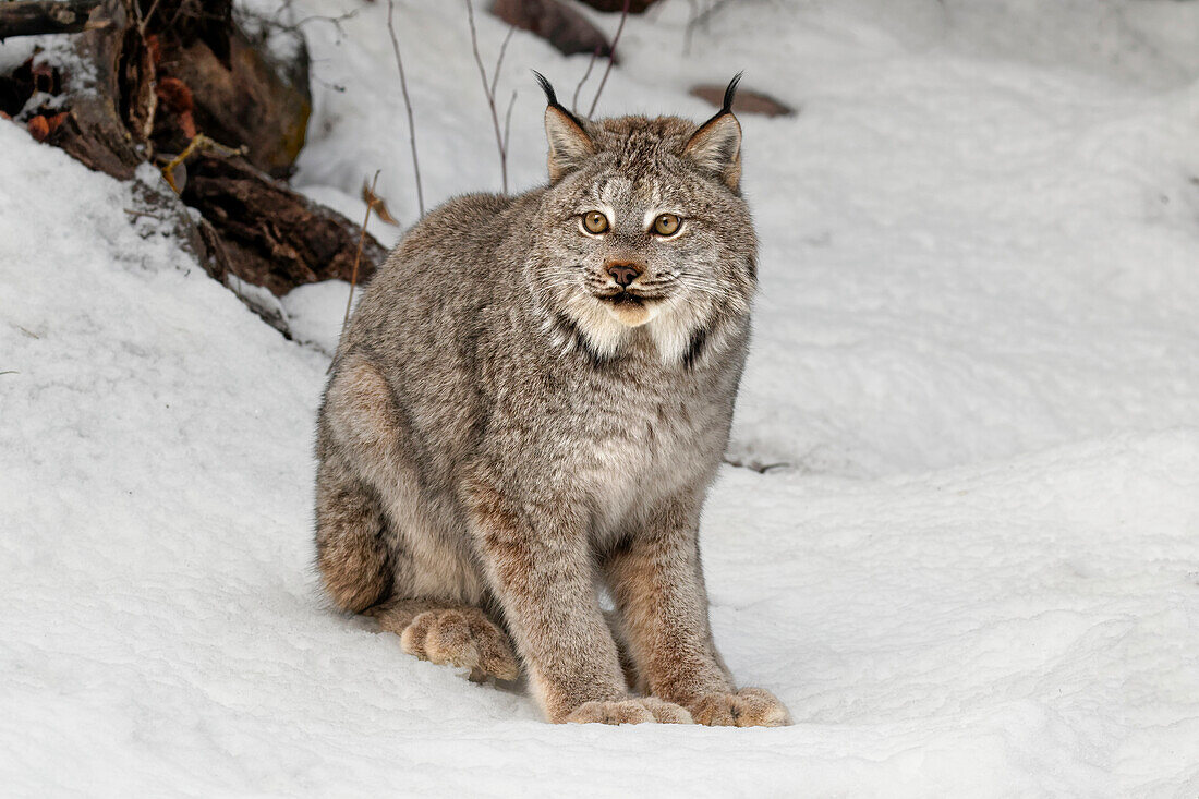 In Gefangenschaft gehaltener Kanadischer Luchs oder Kanadischer Luchs im Winter, Montana. Luchs (Lynx canadensis), Felidae