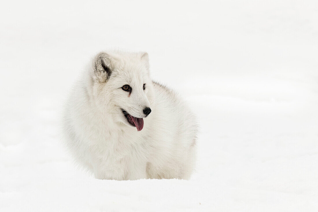 Gefangener Polarfuchs im Schnee, Montana, Vulpes Fox, beheimatet in den arktischen Regionen der nördlichen Hemisphäre.