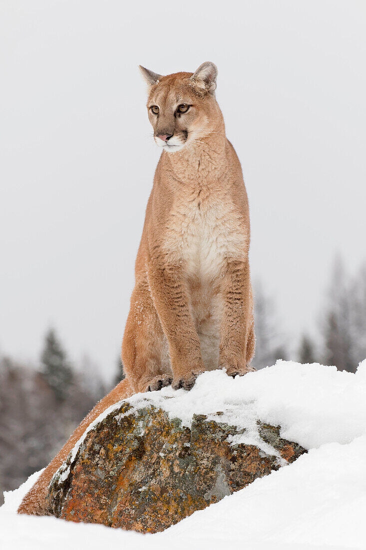 Berglöwe bei einem Sprung in der Luft, (in Gefangenschaft) Montana. Puma Concolor