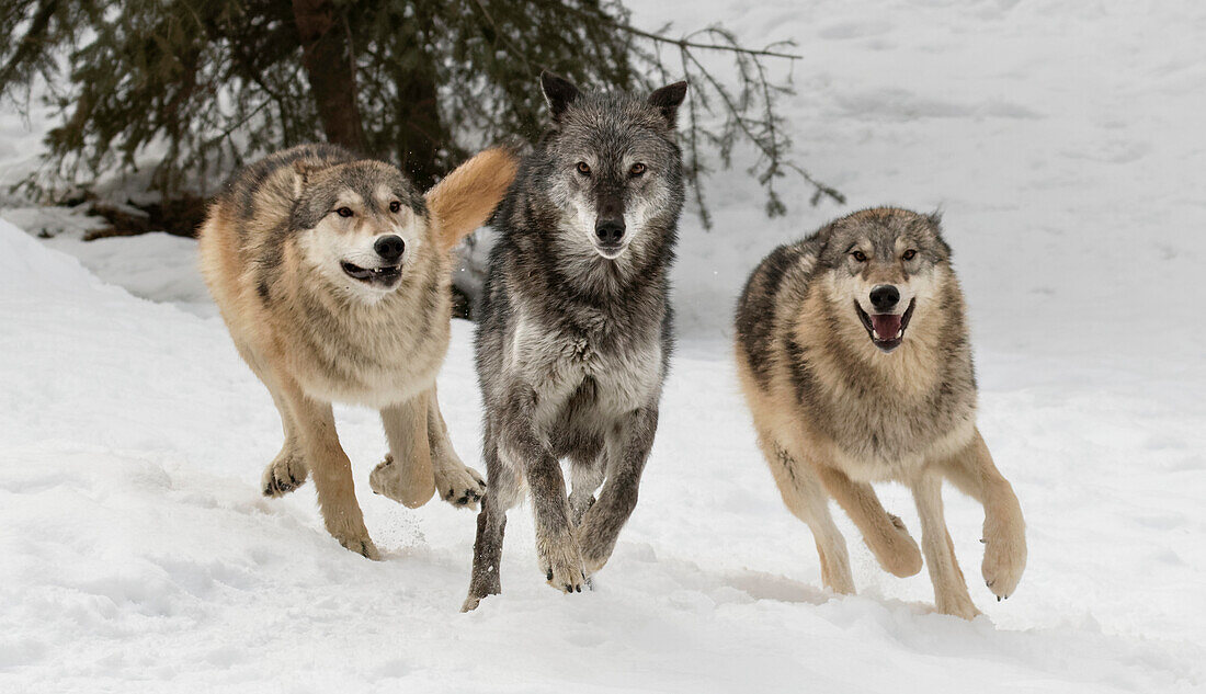 Grauer Wolf oder Timberwolf, Rudelverhalten im Winter, (in Gefangenschaft) Canis lupus, Montana