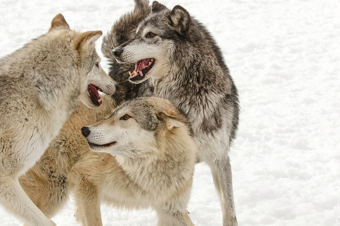 Grauer Wolf oder Timberwolf, (in Gefangenschaft) Canis lupus, Montana