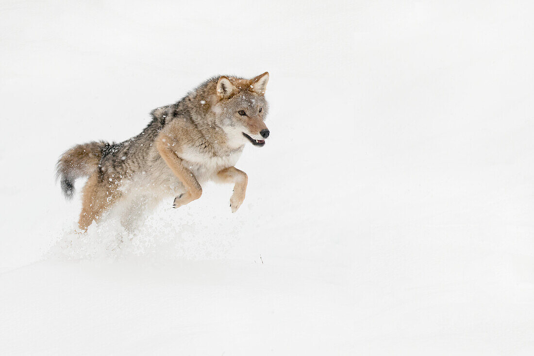 Captive coyote in snow, Montana