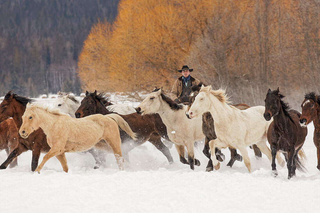 Cowboys during winter roundup, Kalispell, Montana