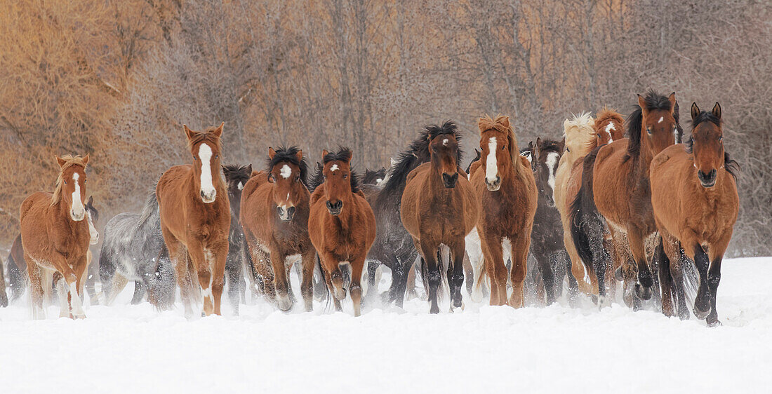 Panoramic view of rodeo horses running during winter roundup, Kalispell, Montana