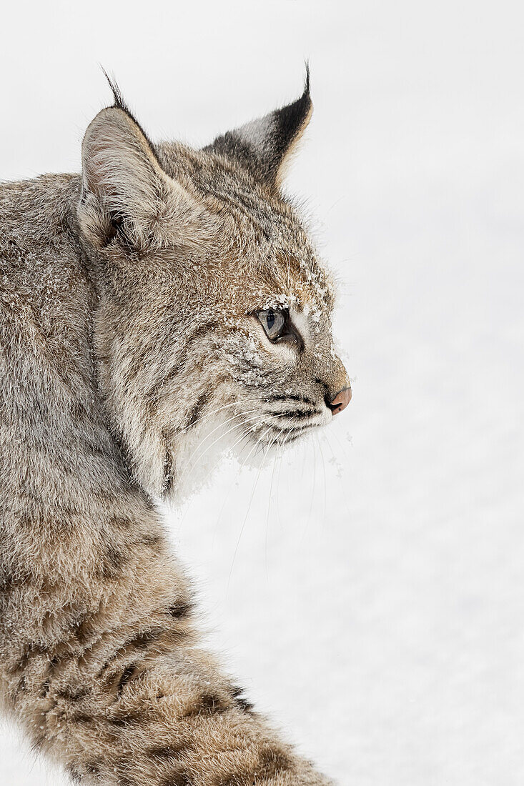 Bobcat im Schnee, Lynx rufus, kontrollierte Situation, Montana