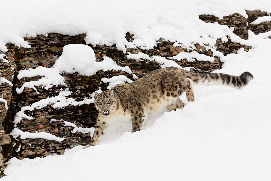 Schneeleopard im Winterschnee, Panthera uncia, kontrollierte Situation