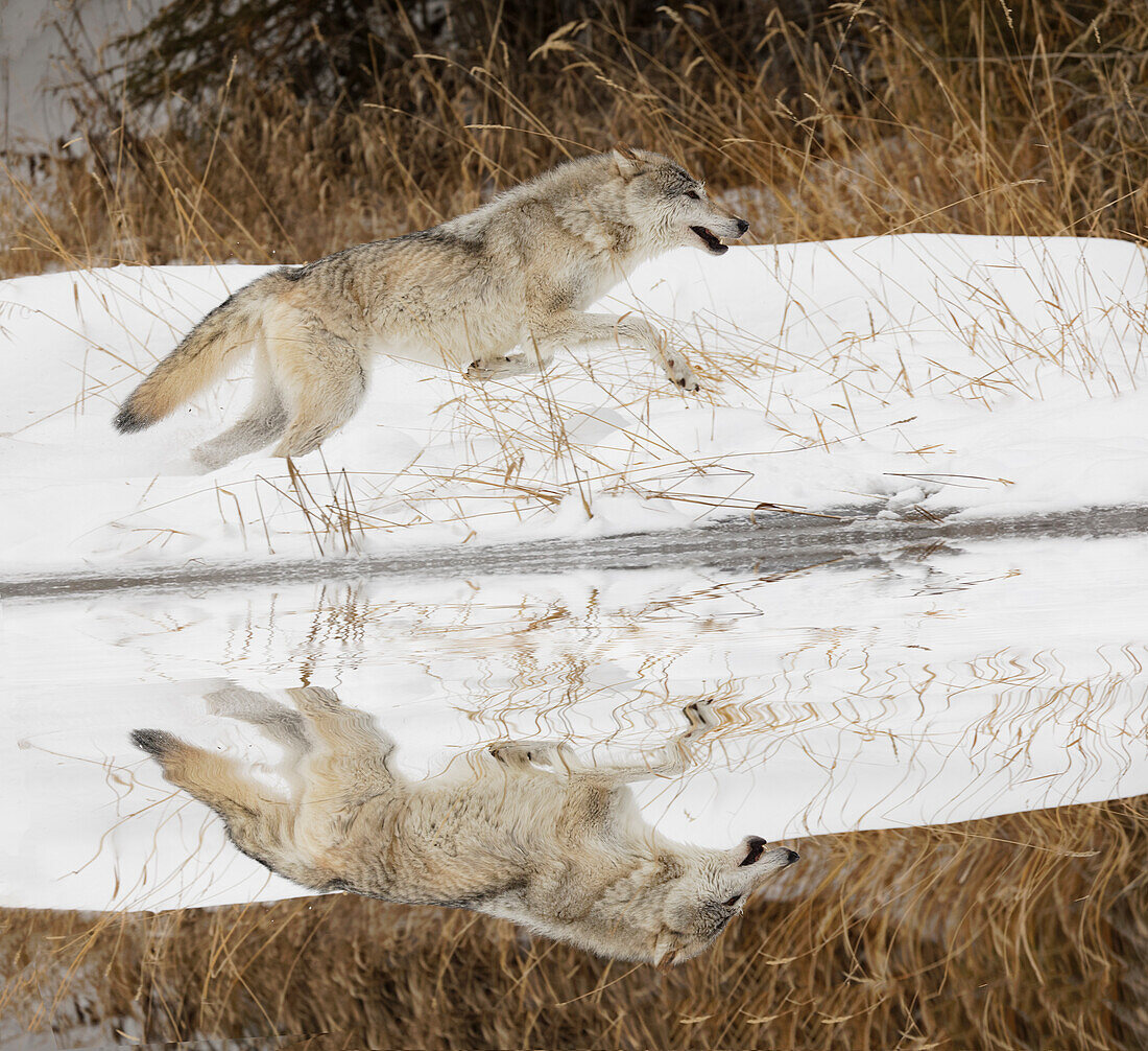 Tundra wolf running, Canis lupus albus, in winter, controlled situation, Montana