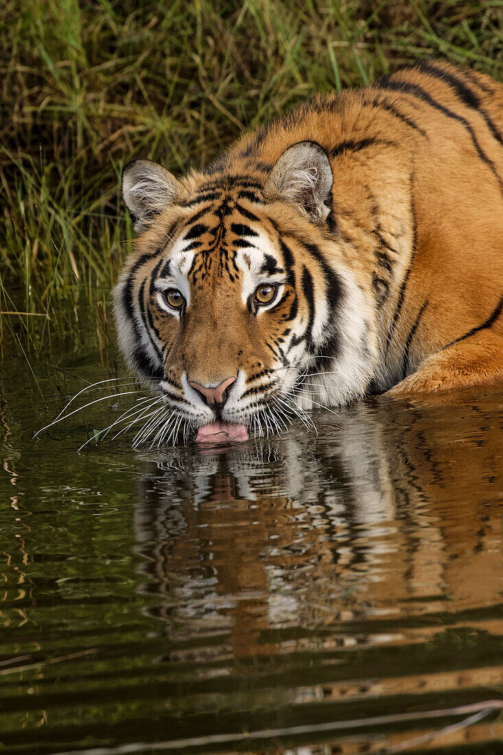 Siberian Tiger reflection while drinking, Panthera tigris Altaic Captive