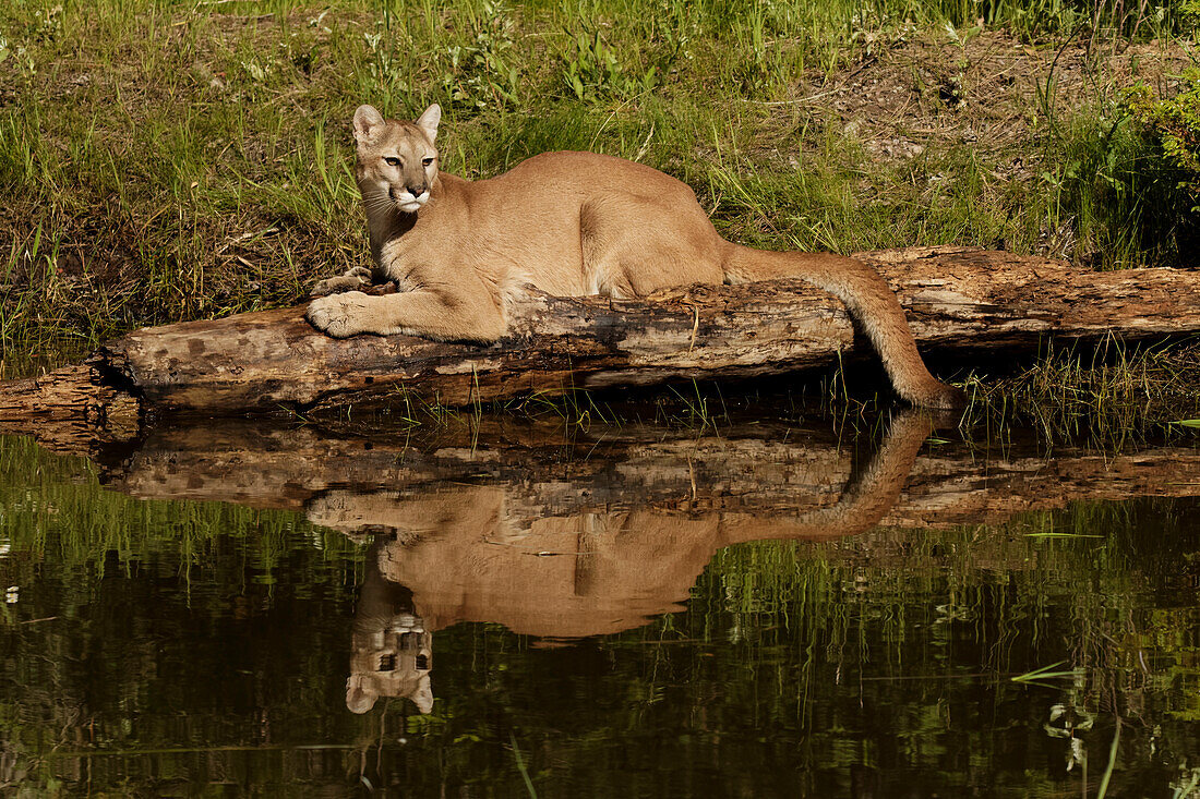 Berglöwe und Spiegelung auf einem Teich, Kalispell, Montana kontrollierte Situation Puma concolor