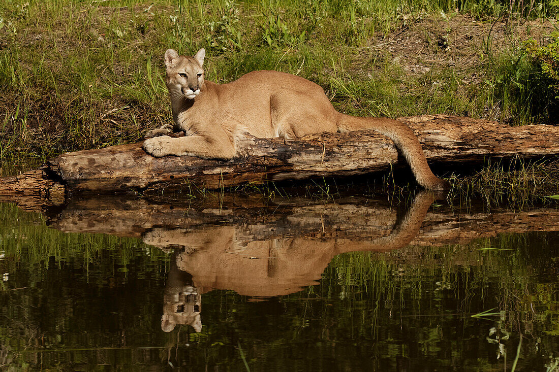 Mountain lion and reflection on pond, Kalispell, Montana controlled situation Puma concolor