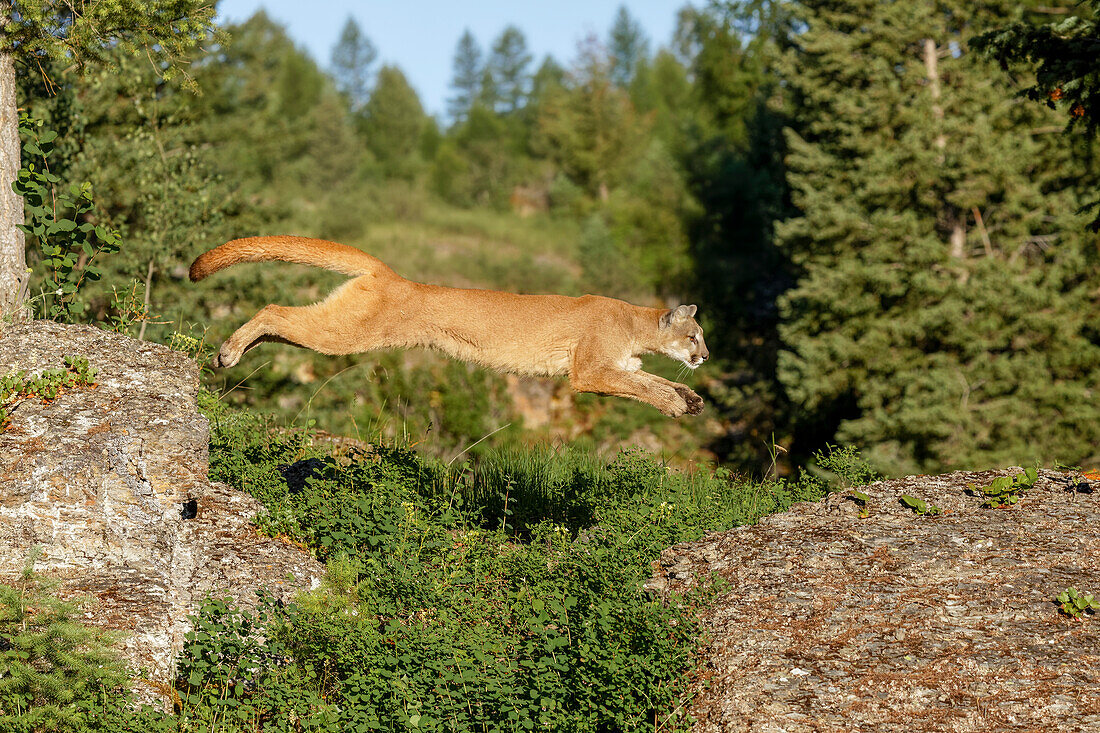 Mountain lion jumping across rocks, Puma concolor, Captive