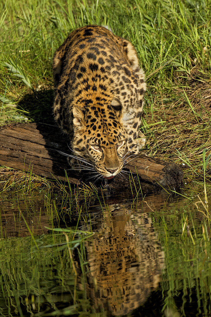 Amurleopard und Spiegelung beim Trinken, Panthera pardus orientalis, Gefangenschaft