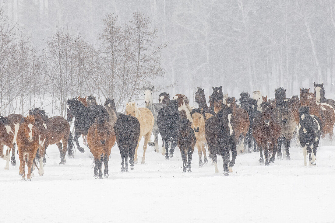 Pferde während des Wintertreibens, Kalispell, Montana