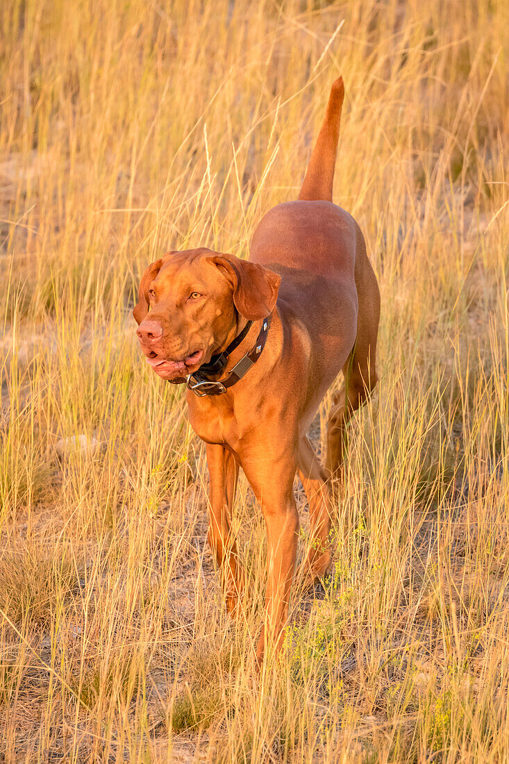 USA, Montana, Missoula. Vizsla hunting dog
