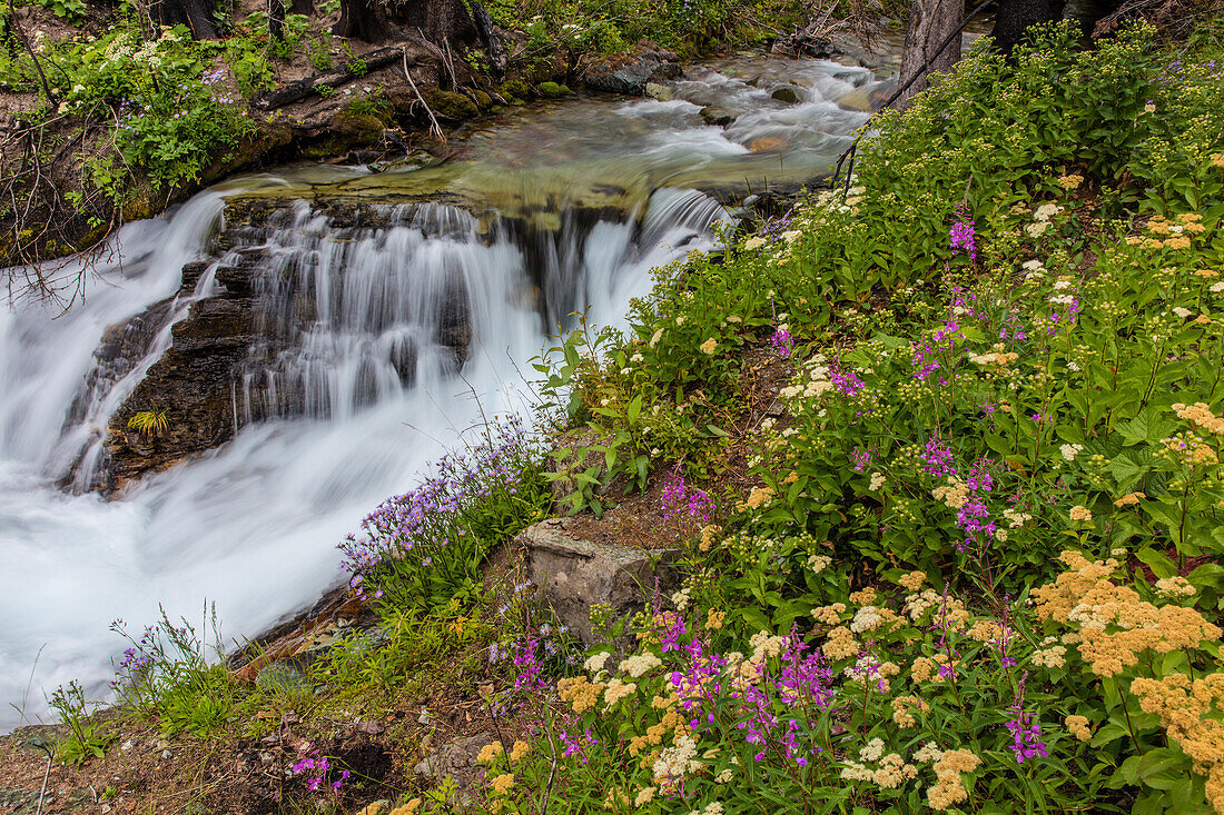 Wildblumen am Baring Creek im Glacier National Park, Montana, USA (Großes Format verfügbar)
