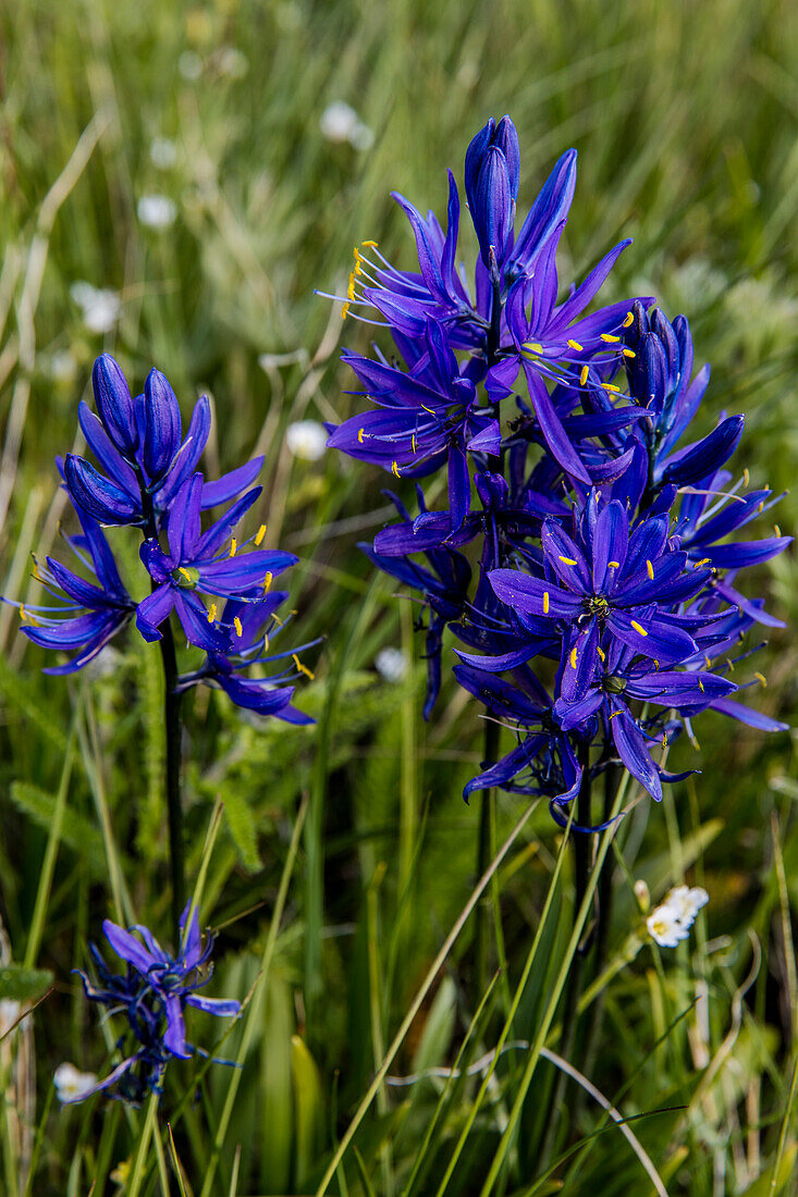 Blaue Kamas-Wildblumen in der Nähe des Marias Pass, Montana, USA (Großformate verfügbar)