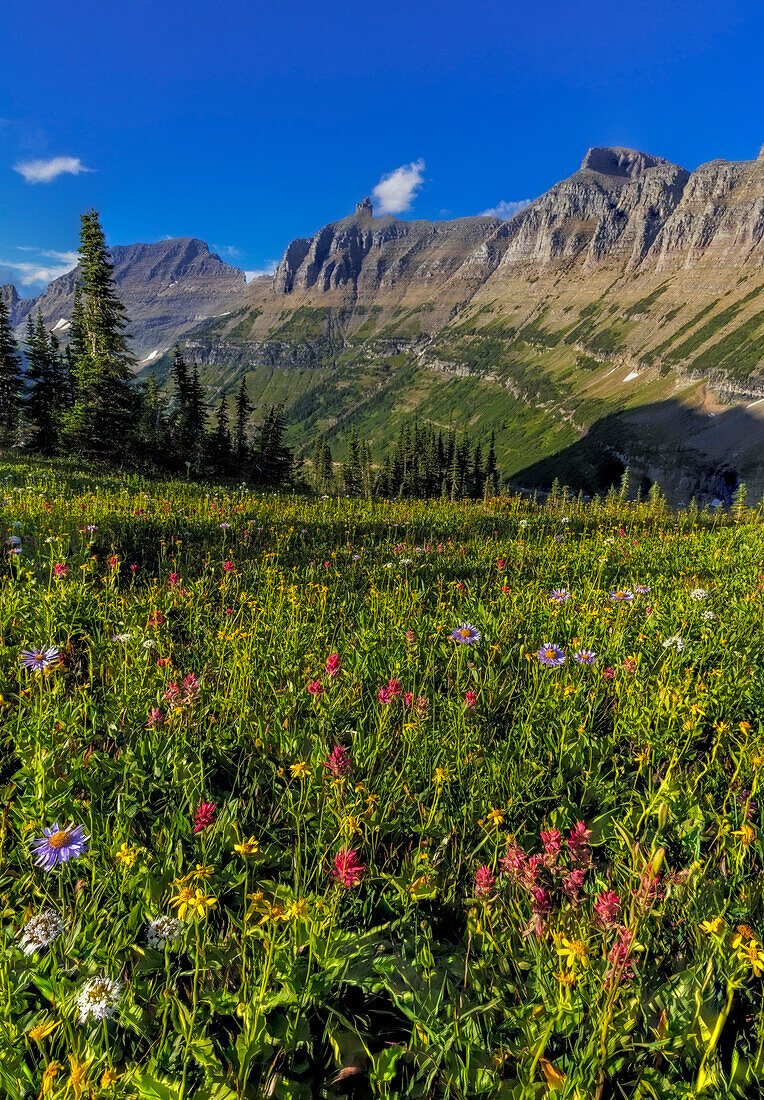 Alpine Wildblumen mit Garden Wall am Logan Pass im Glacier National Park, Montana, USA (Großformate verfügbar)