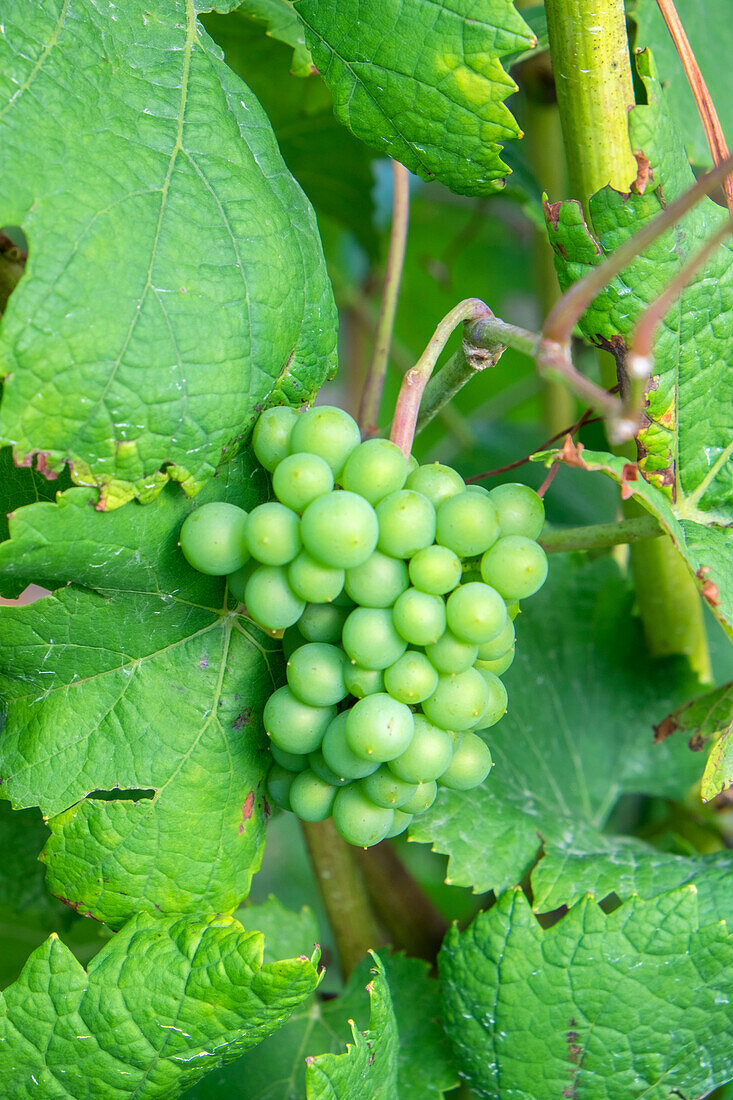 Grapes On Vine, Anyela'S Vineyard, Skaneateles, New York, Usa