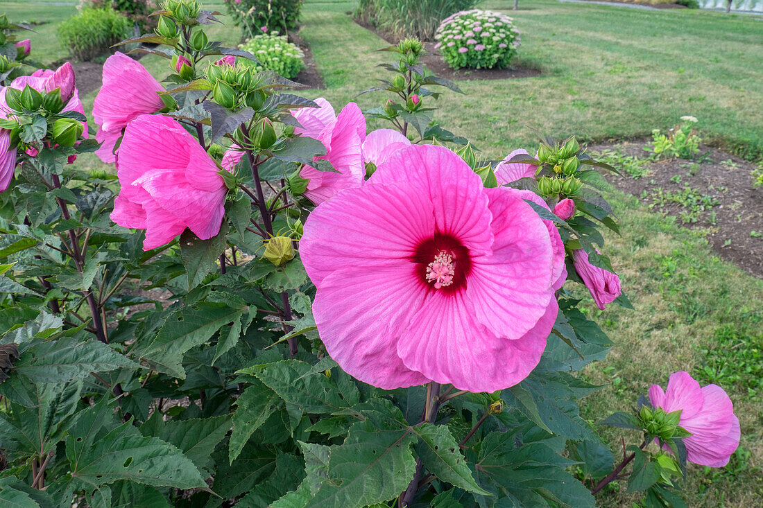 Garden At Anyela'S Vineyard, Skaneateles, New York, Usa