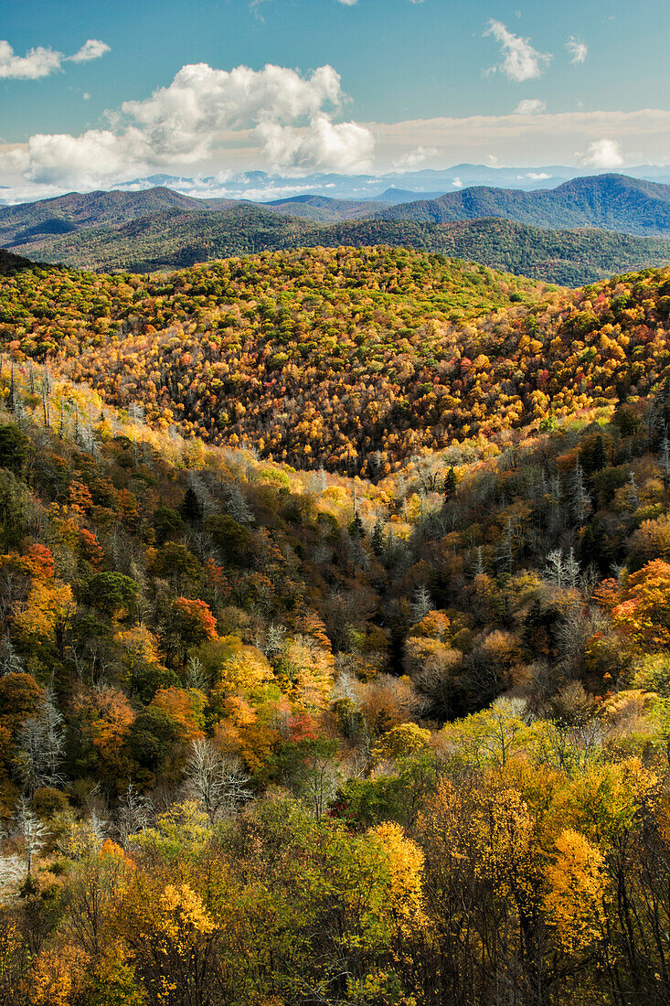 Blick auf die Herbstfarben vom Grassy Ridge Overlook, Pisgah National Forest bei Brevard, North Carolina