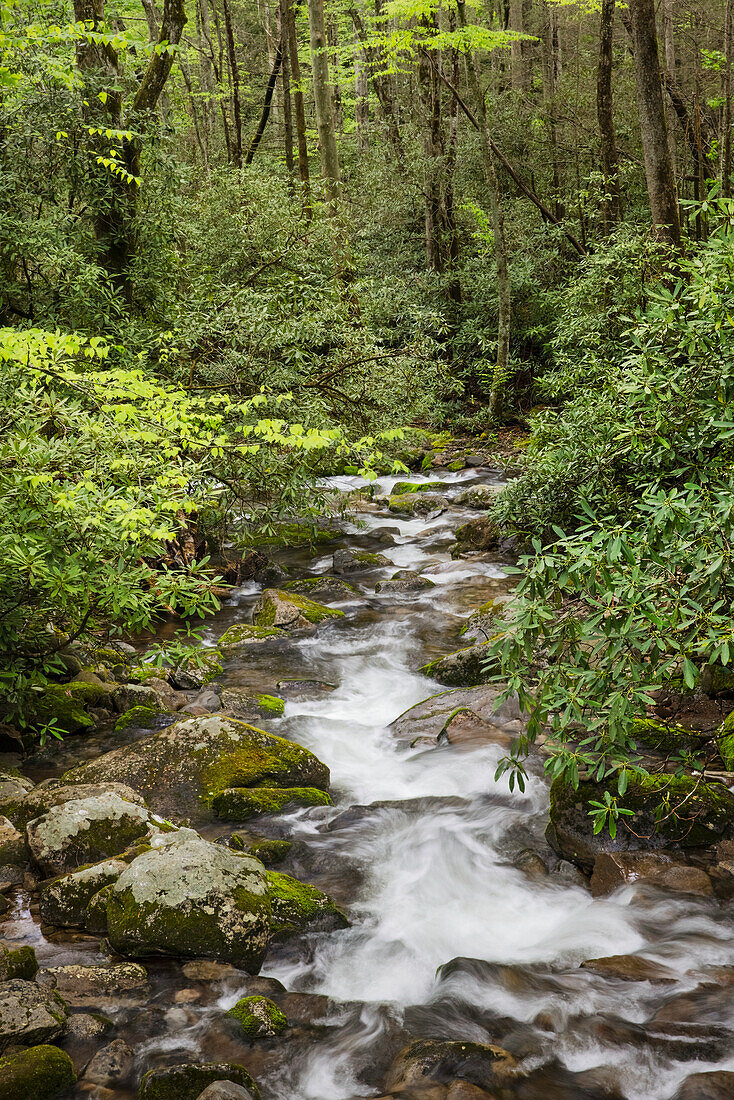 Kaskadenförmiger Gebirgsbach, Great-Smoky-Mountains-Nationalpark, Tennessee, North Carolina