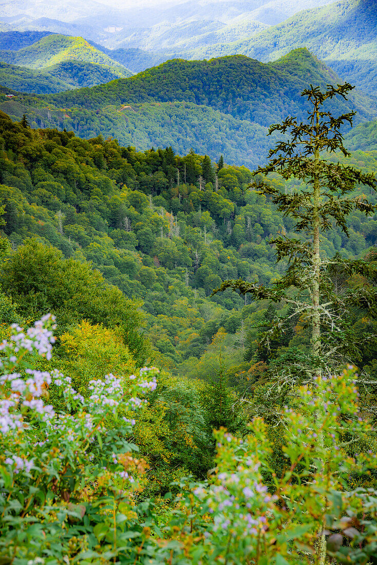 Blick auf den Blue Ridge Parkway, Smoky Mountains, USA.