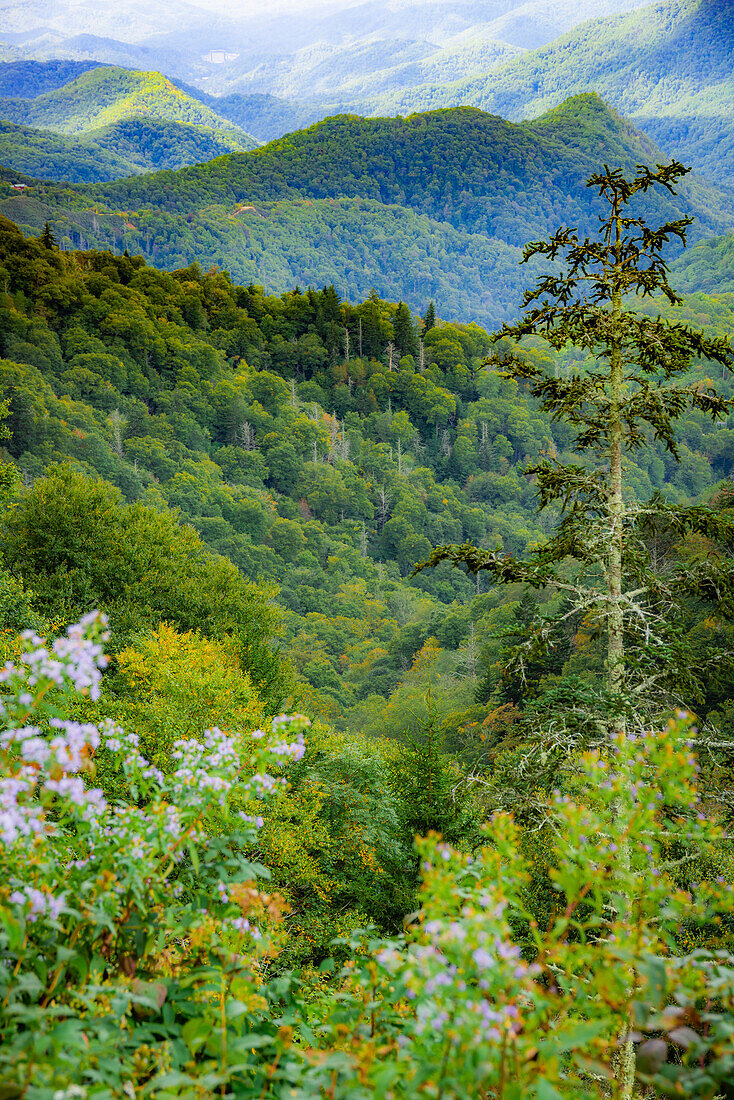 Blue Ridge Parkway vista, Smoky Mountains, USA.