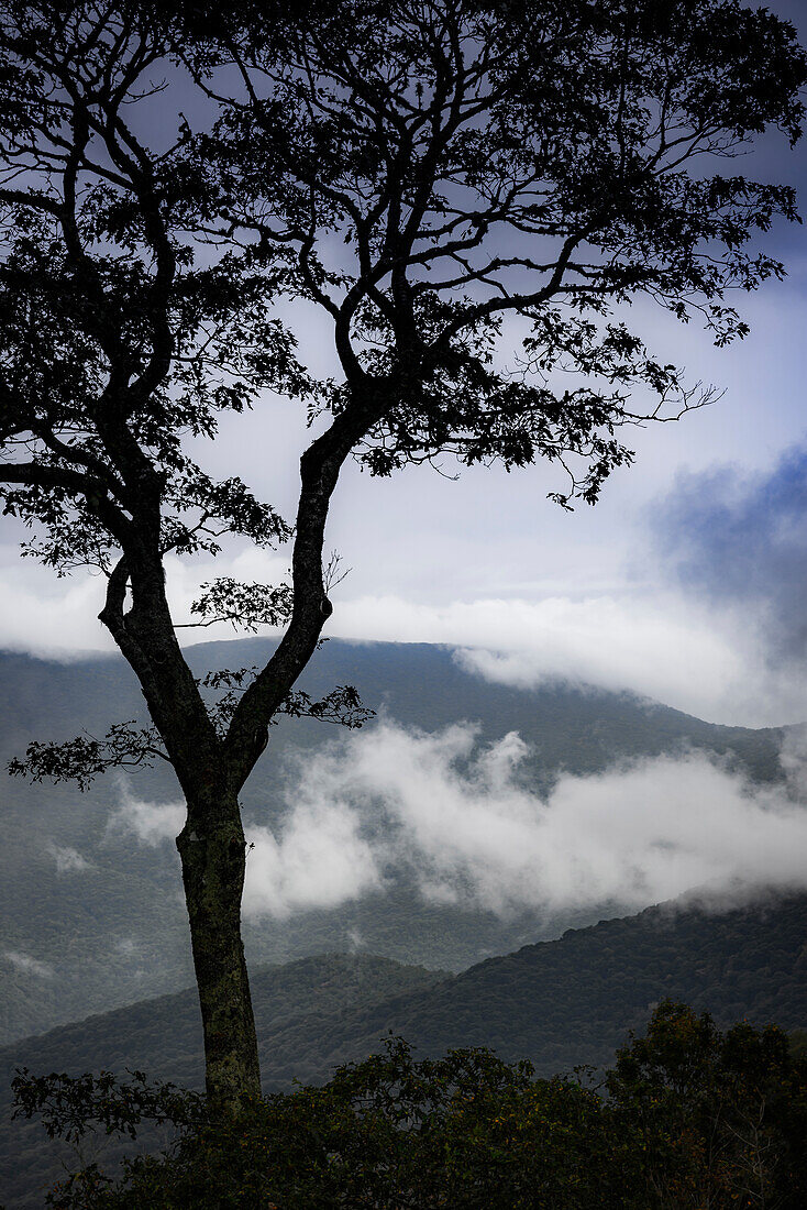 Stylized vista, Blue Ridge Parkway, Smoky Mountains, USA.