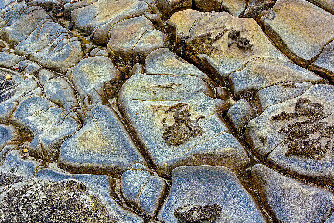 Felsmuster in erodierter Küstenlinie, Shore Acres State Park, Coos Bay, Oregon