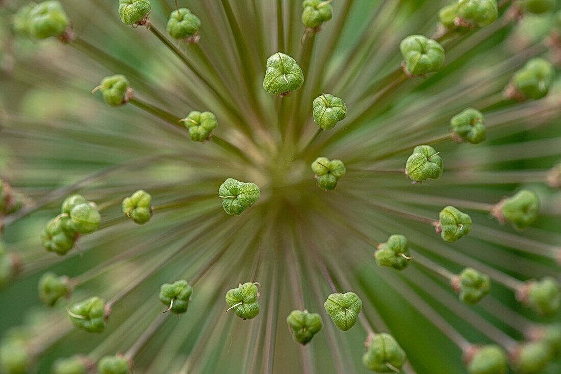 Flower pattern, Schreiner Iris Gardens, Salem, Oregon