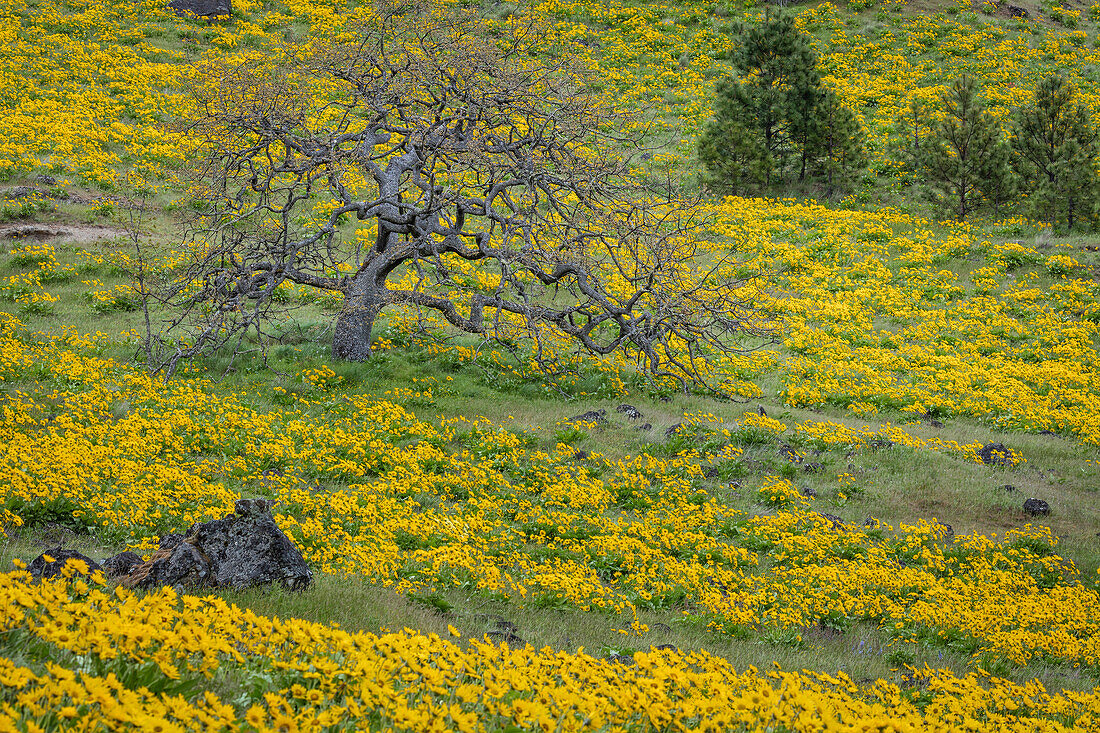 USA, Oregon, Tom McCall Nature Conservancy. Meadow with balsamroot flowers and oak tree