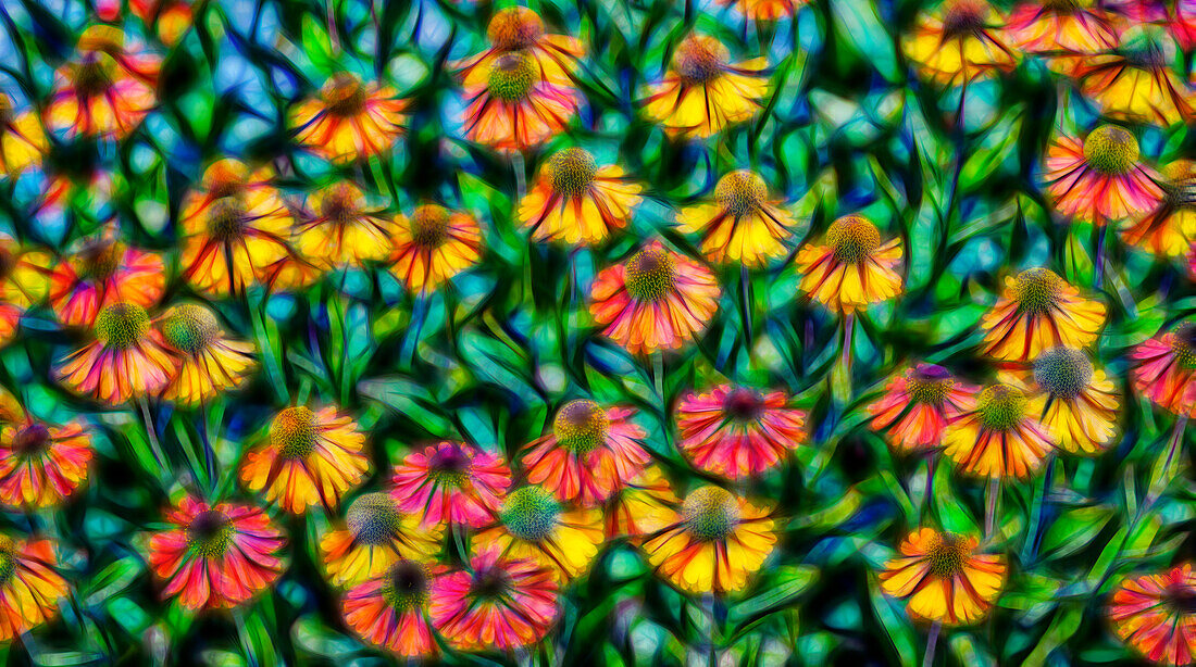 USA, Oregon, Coos Bay. Abstraktes Foto eines Blumengartens