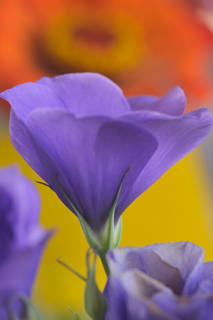 Close-up of Lisianthus bloom in Portland, Oregon.
