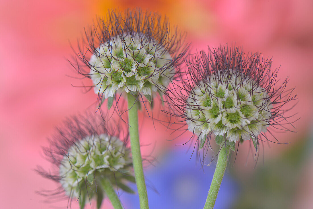 USA, Oregon. Scabiosa flower seed heads close-up.