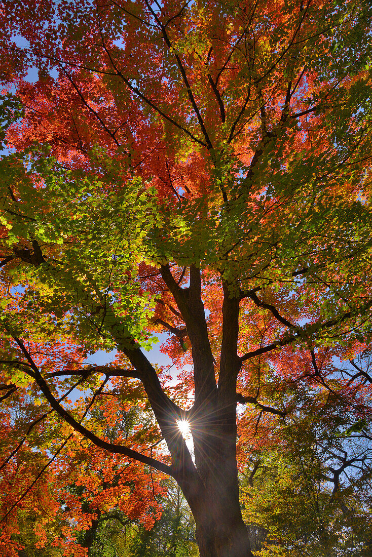 USA, Oregon. Sun rays on red maple tree.
