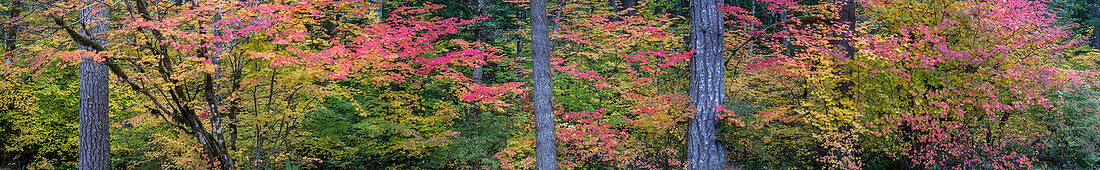 USA, Oregon, Silver Falls State Park. Autumn forest panoramic .