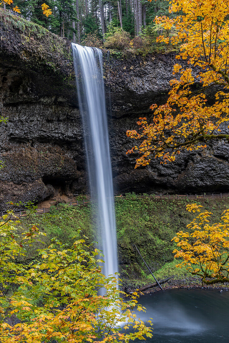 USA, Oregon, Silver Falls State Park. Hoher Wasserfall und Wald im Herbst.