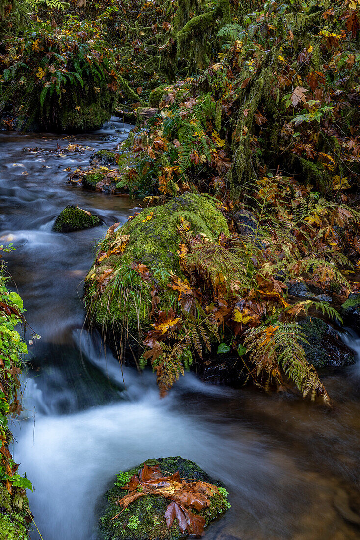 Munson Creek Falls State Natural Site im Herbst in der Nähe von Tillamook, Oregon, USA