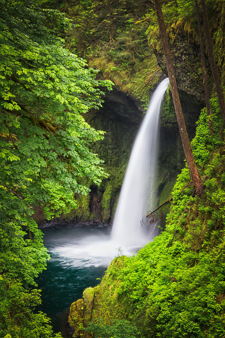 USA, Oregon, Hood River County. Metlako Falls on Eagle Creek in the Columbia River Gorge.