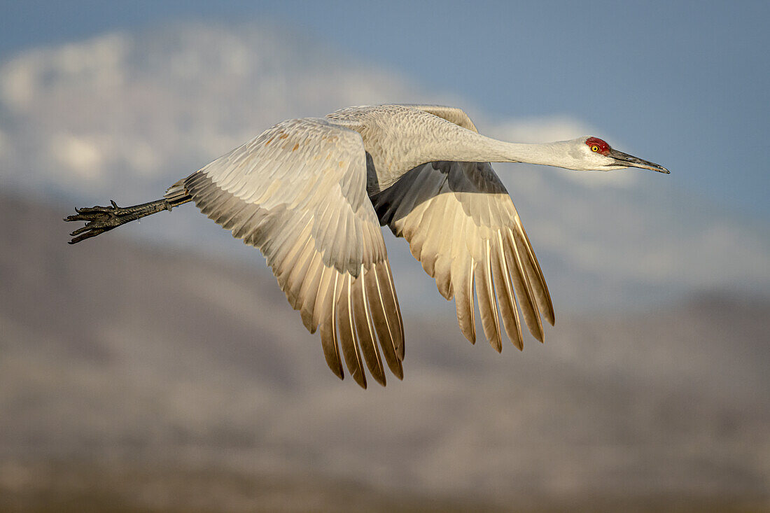 USA, New Mexiko, Bosque del Apache Nationales Naturschutzgebiet. Sandhügelkranich im Flug