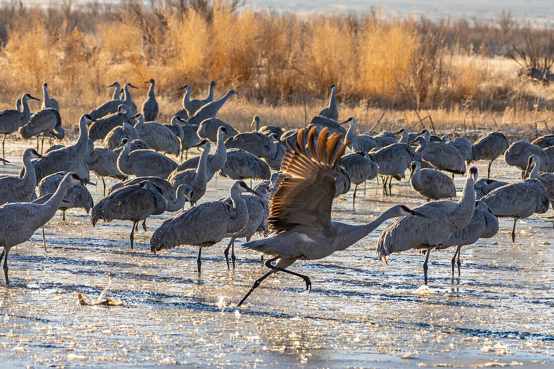 USA, New Mexico, Bernardo Wildlife Management Area. Sandhügelkraniche in der Morgendämmerung auf einem teilweise zugefrorenen Teich.