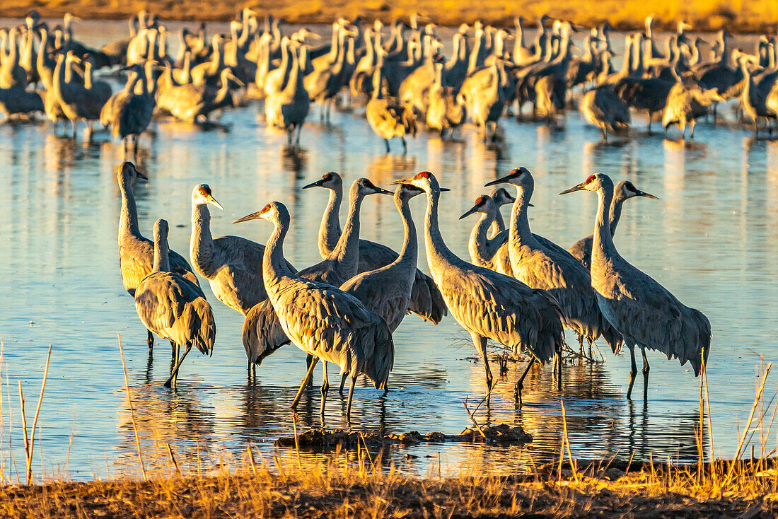 USA, New Mexico, Bernardo Wildlife Management Area. Sandhügelkraniche in der Morgendämmerung auf einem Teich.