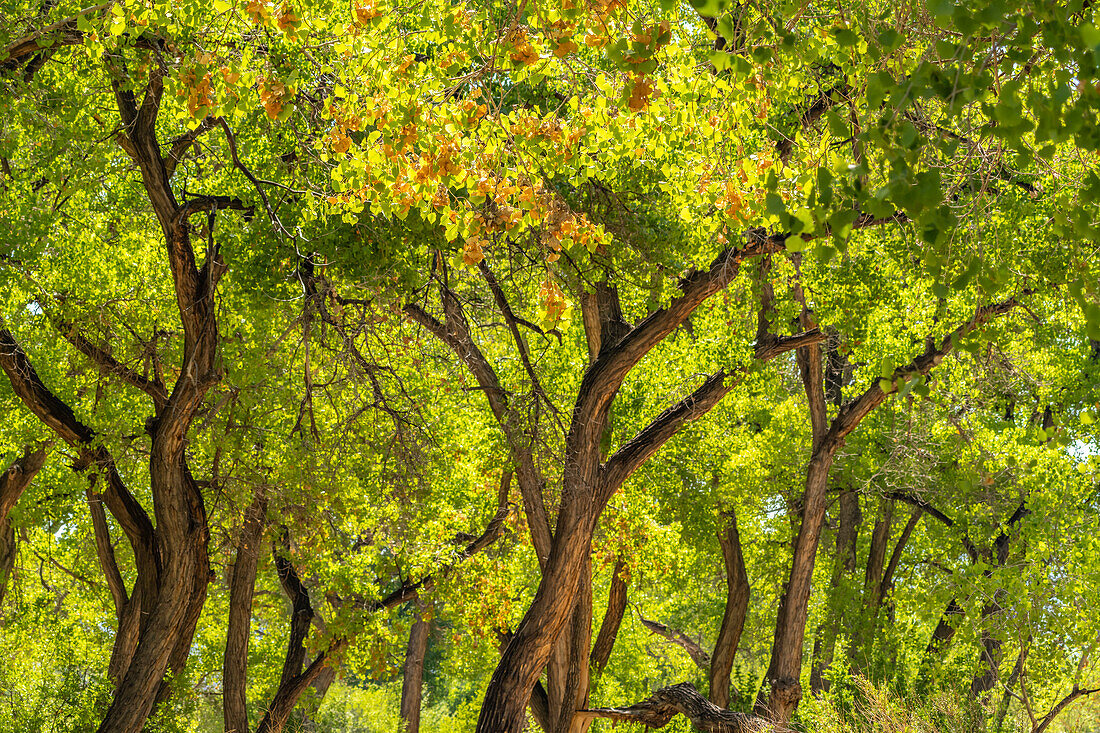 USA, New Mexico, Rio Rancho Bosque. Cottonwood trees backlit in spring.