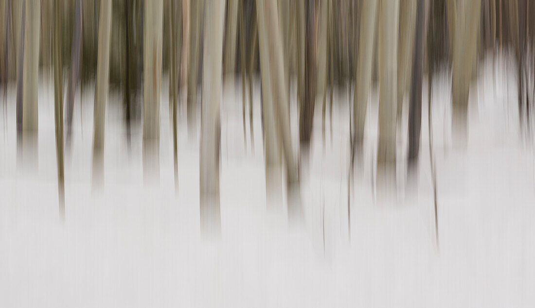 USA, New Mexico. Artistic Blur of Aspen Trees in Snow.