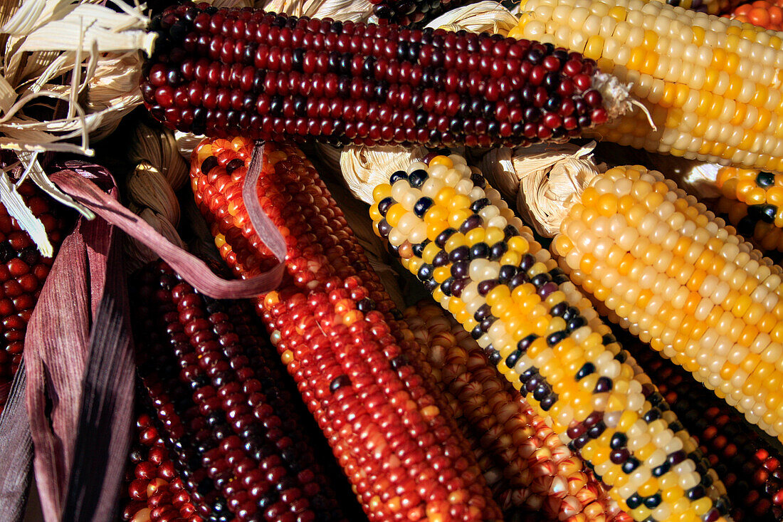 Santa Fe, New Mexico, USA. Dried Indian corn.