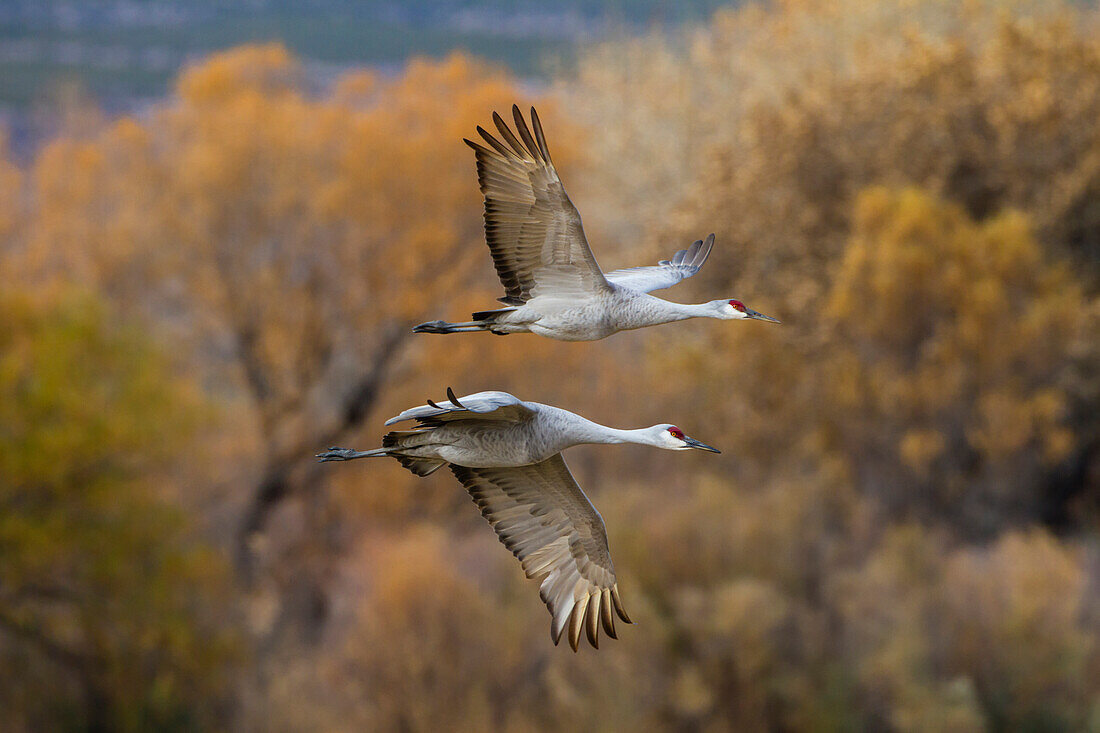 Sandhill Cranes (Grus canadensis) pair in flight