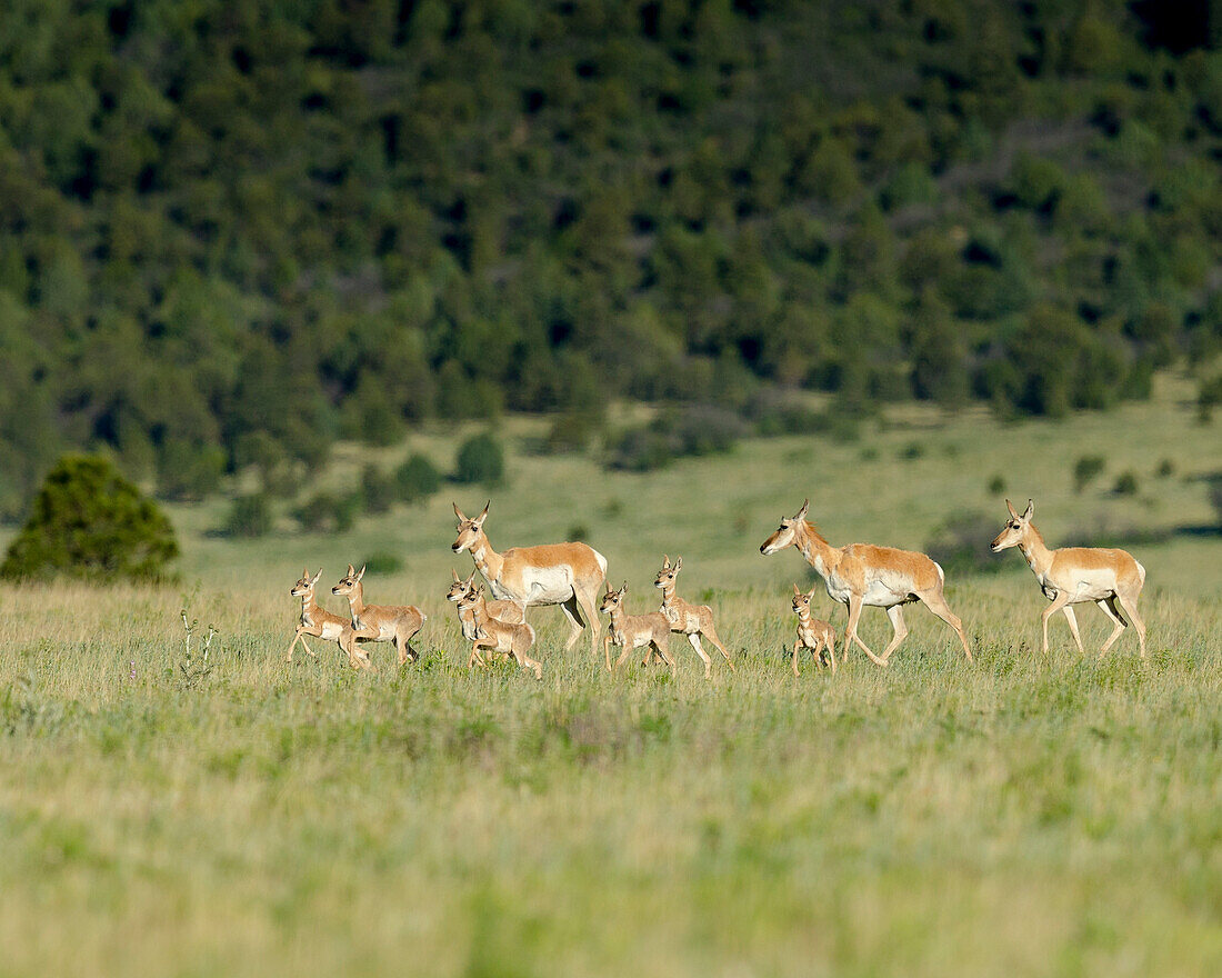 Eine Gruppe Gabelbockantilopen mit neugeborenen Kitzen, Antilocapra americana, Grasland, New Mexico, wild
