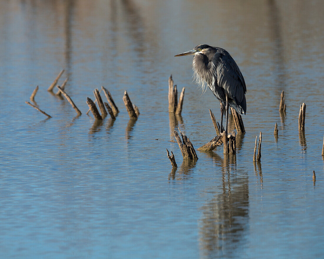 Großer Blaureiher, Ardea Herodias, Bosque del Apache NWR, New Mexico