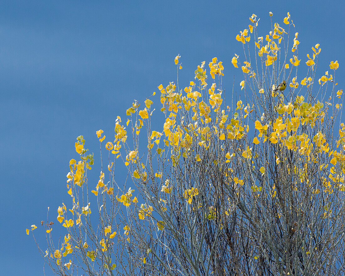 Western meadowlark on the fall aspen leaves. Bosque del Apache NWR, New Mexico