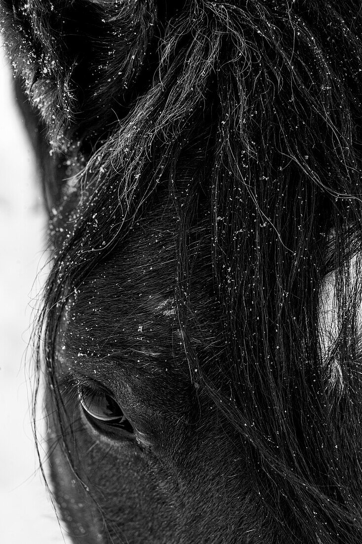 Winterlicht auf Mustang, New Mexico